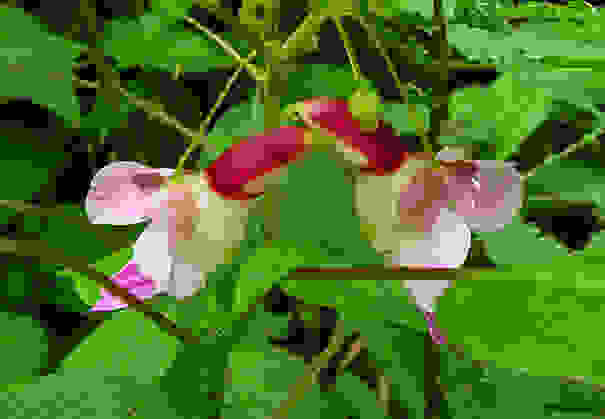 flowers-look-like-animals-people-monkeys-orchids-pareidolia-23