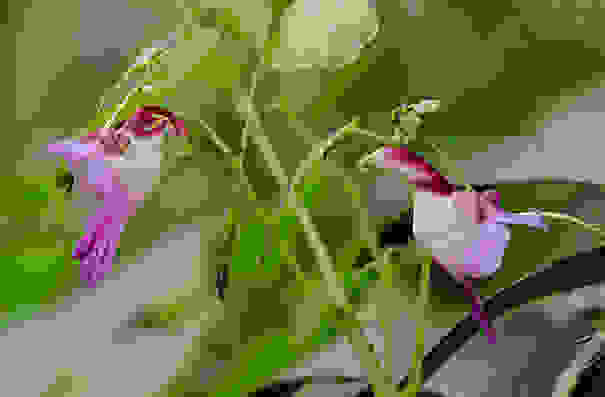 flowers-look-like-animals-people-monkeys-orchids-pareidolia-25