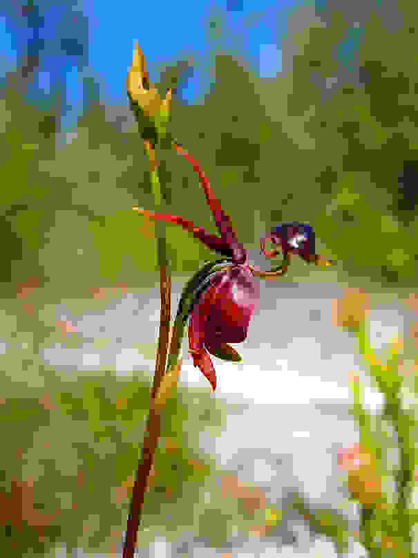 flowers-look-like-animals-people-monkeys-orchids-pareidolia-29