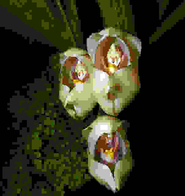 flowers-look-like-animals-people-monkeys-orchids-pareidolia-3