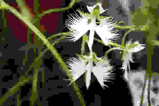 flowers-look-like-animals-people-monkeys-orchids-pareidolia-32