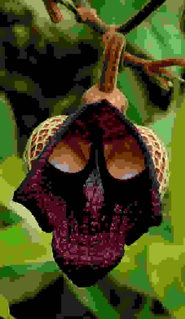 flowers-look-like-animals-people-monkeys-orchids-pareidolia-39