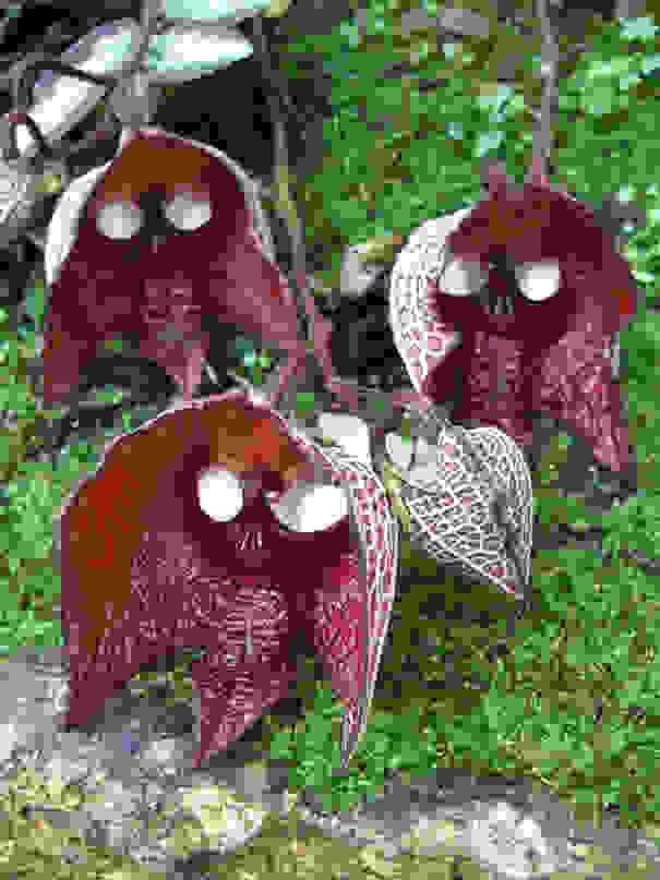 flowers-look-like-animals-people-monkeys-orchids-pareidolia-40