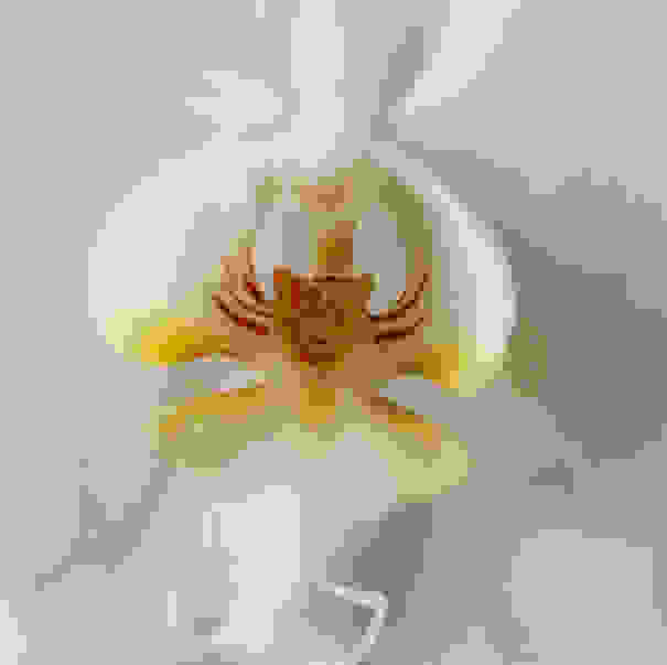 flowers-look-like-animals-people-monkeys-orchids-pareidolia-42