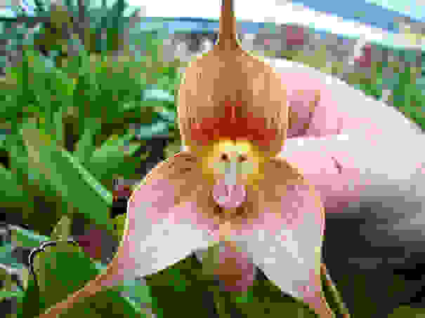 flowers-look-like-animals-people-monkeys-orchids-pareidolia-7