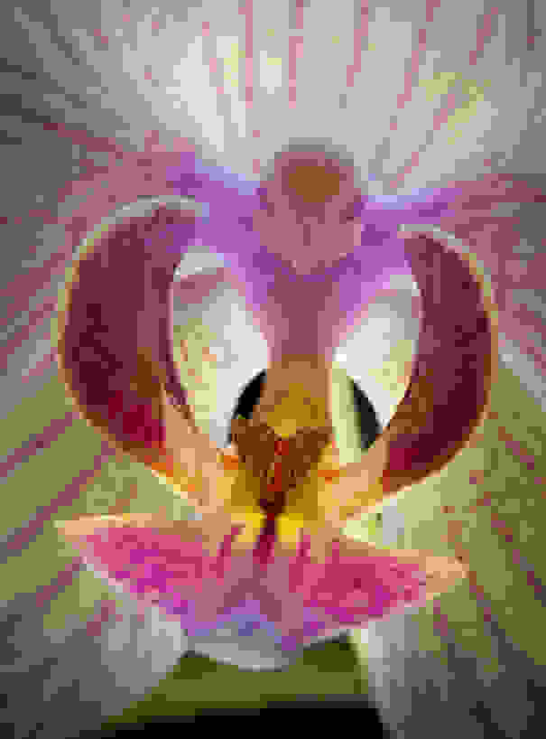 flowers-look-like-animals-people-monkeys-orchids-pareidolia-9