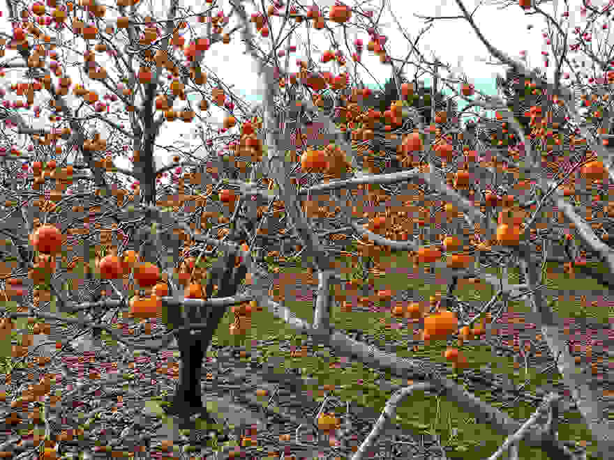 fruit-vegetables-and-spices-look 52b888f422b902b4060188a58c80c99a