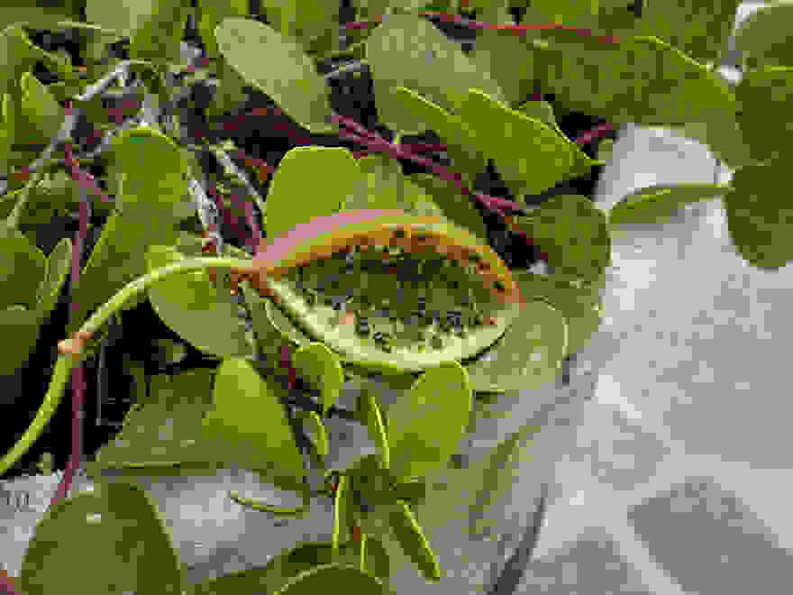 fruit-vegetables-and-spices-look 56f1e489afbfa58315a2c837bed7e9b0