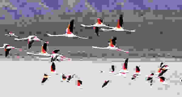 galapagos12
