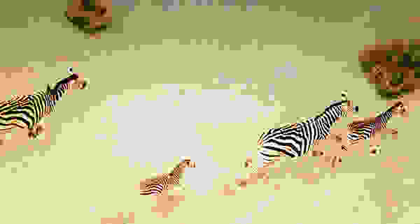 galapagos6