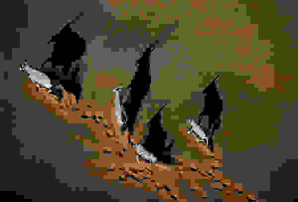 galapagos9