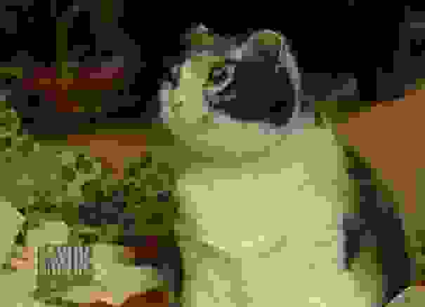 gata-4