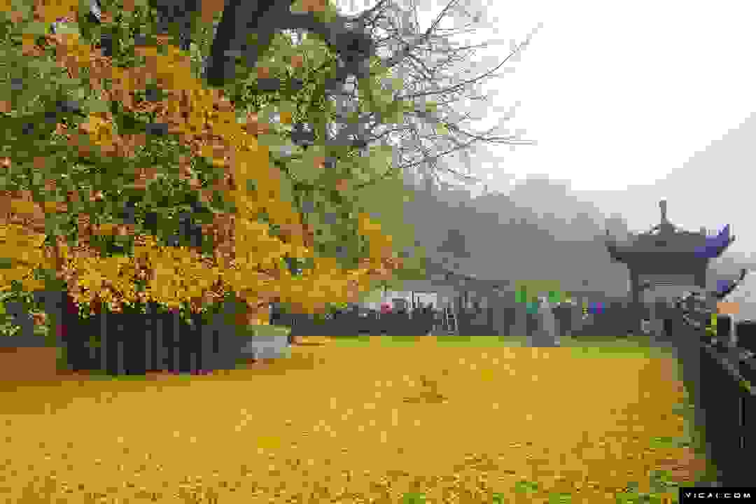 ginkgo tree 1 