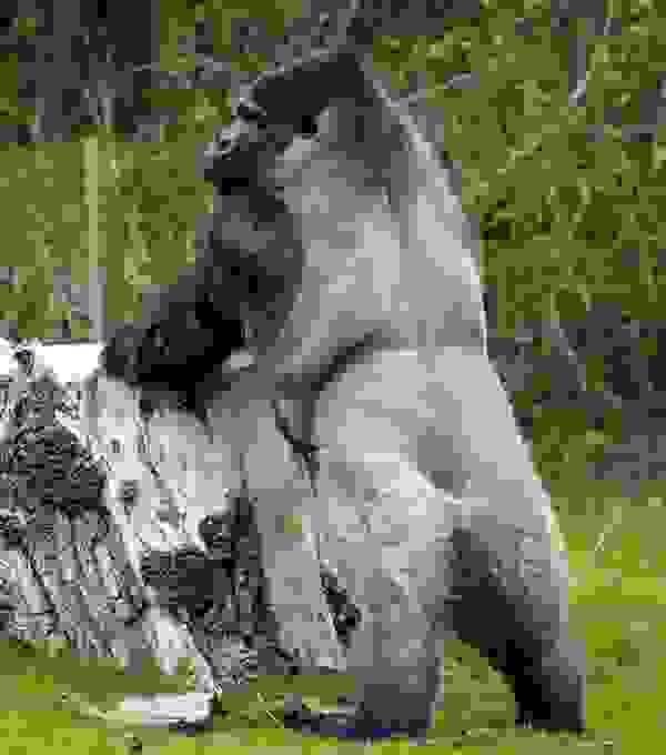 gorila5