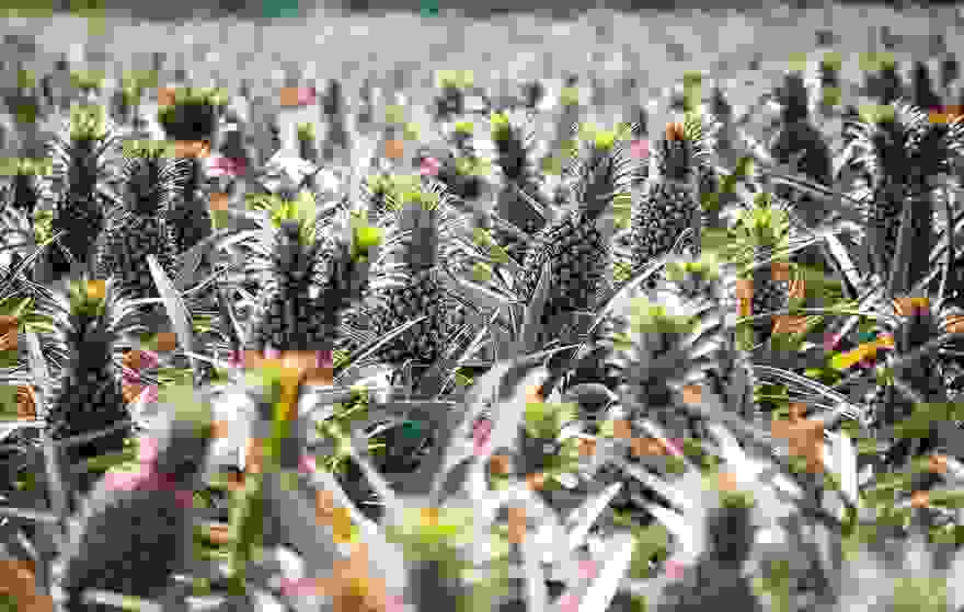 how-fruits-and-vegetables-grow-1-2