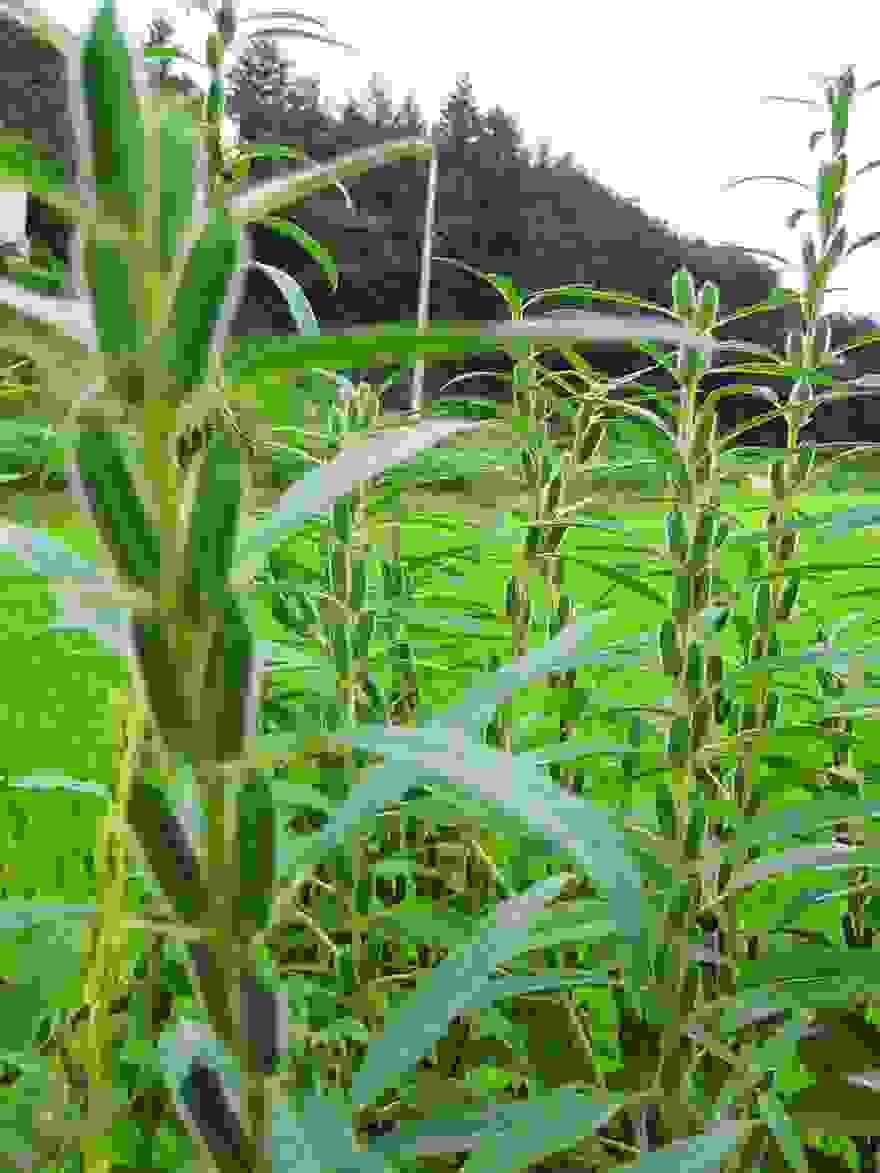 how-fruits-and-vegetables-grow-12-3