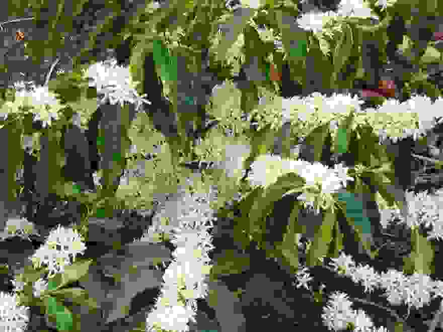 how-fruits-and-vegetables-grow-13-1