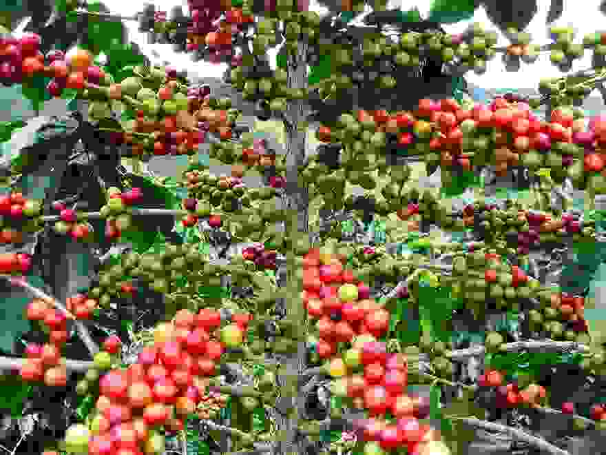 how-fruits-and-vegetables-grow-13-2