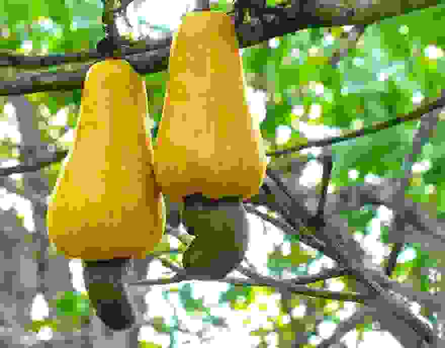 how-fruits-and-vegetables-grow-15