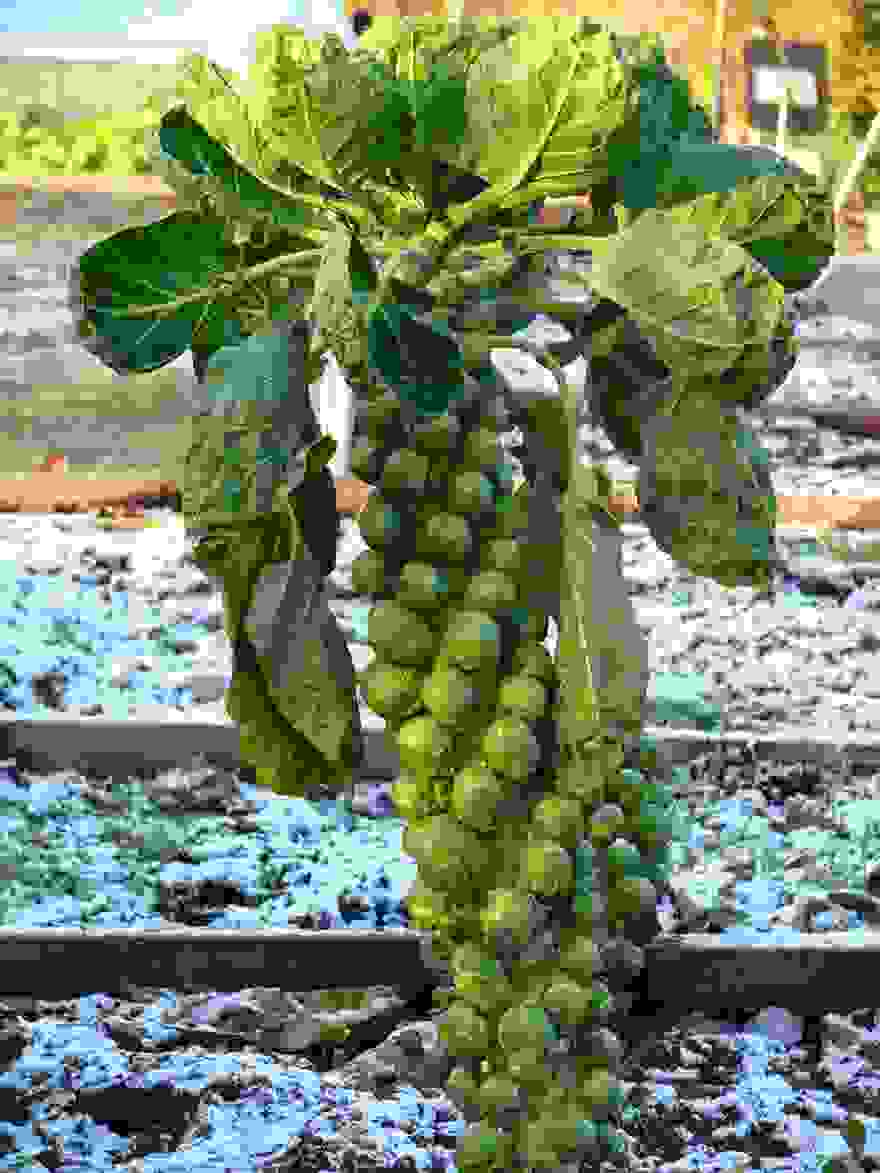 how-fruits-and-vegetables-grow-21
