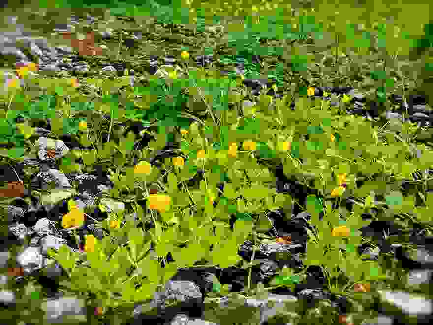 how-fruits-and-vegetables-grow-3-1
