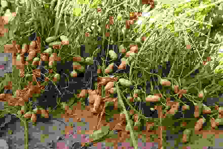 how-fruits-and-vegetables-grow-3-2