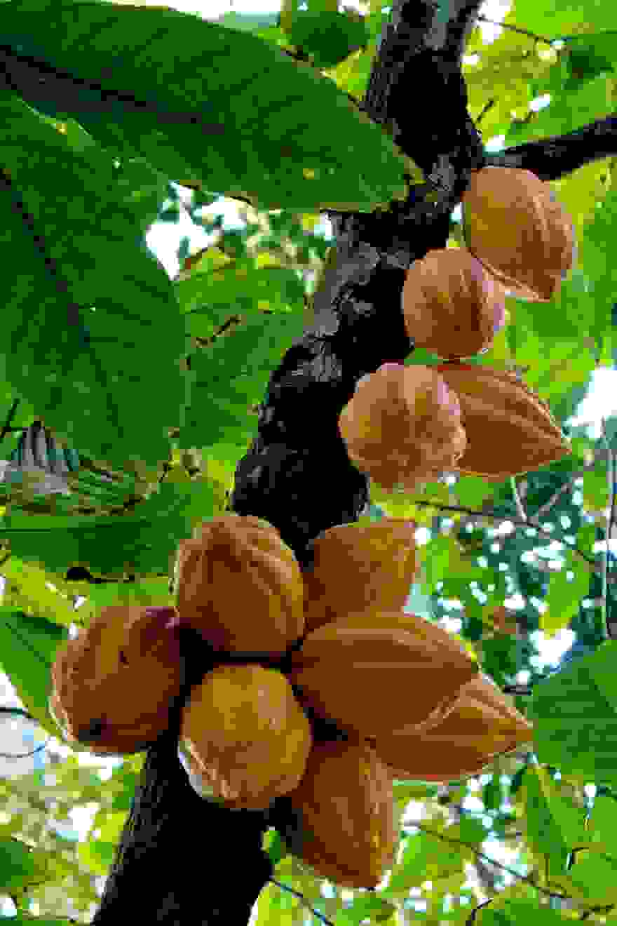 how-fruits-and-vegetables-grow-5-2