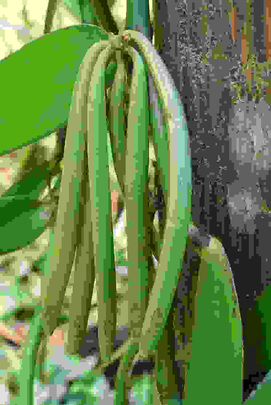 how-fruits-and-vegetables-grow-6-2