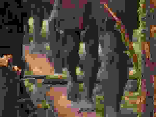 korowai5