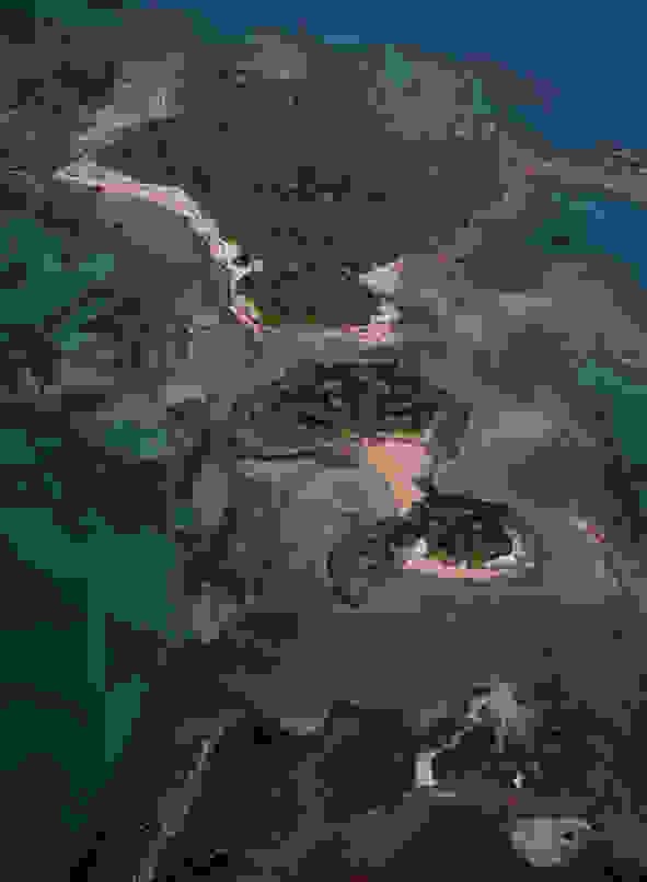 lixadonisia4