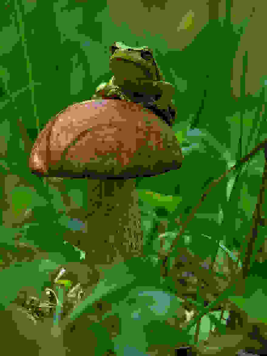 mushroom-photography-vyacheslav-mishchenko-24