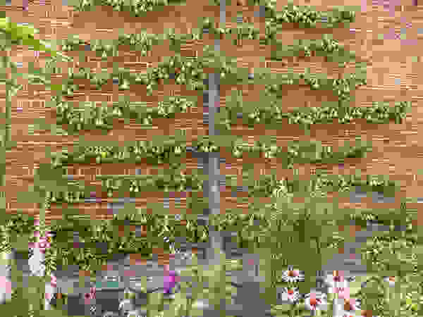 pear espalier