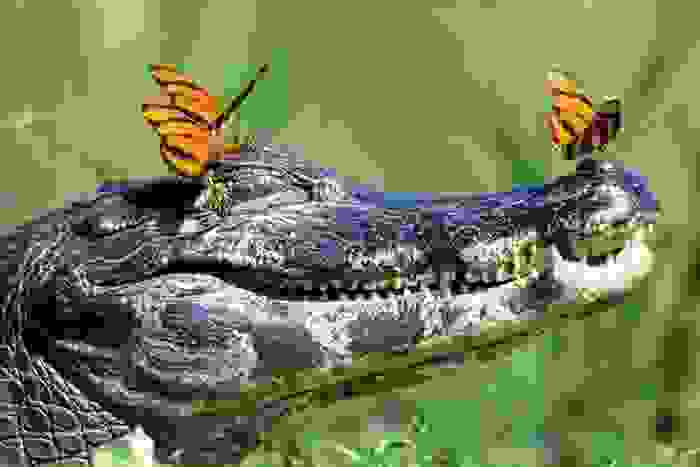 photakia5