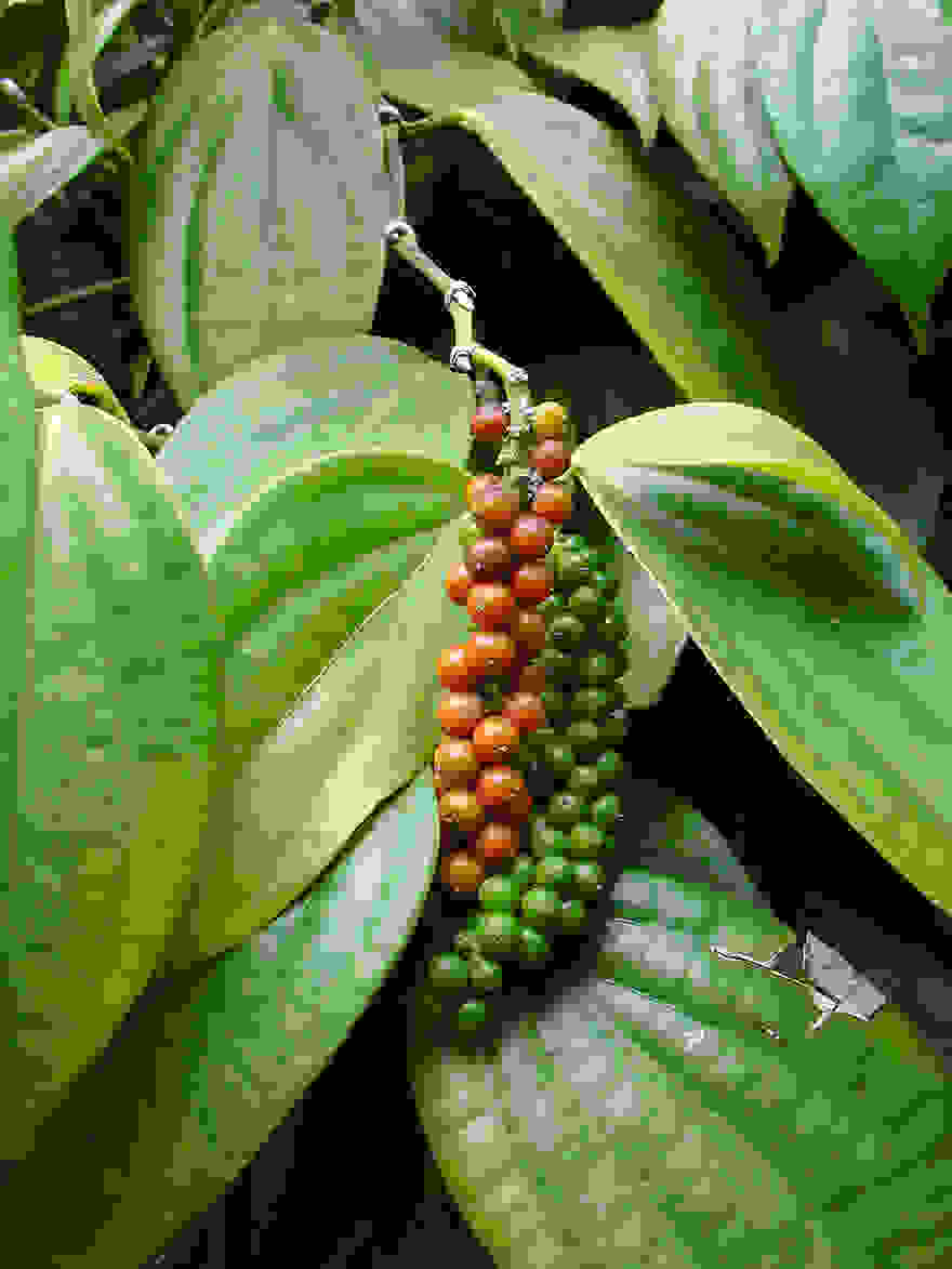 piperi