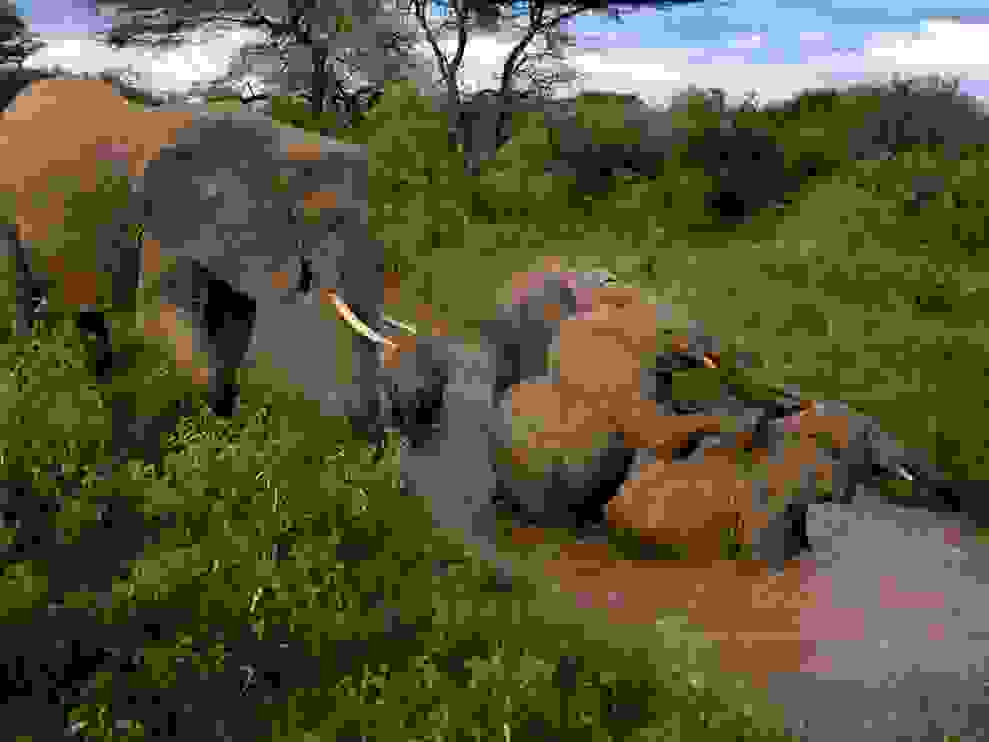 samburu-elephants 3642 990x742