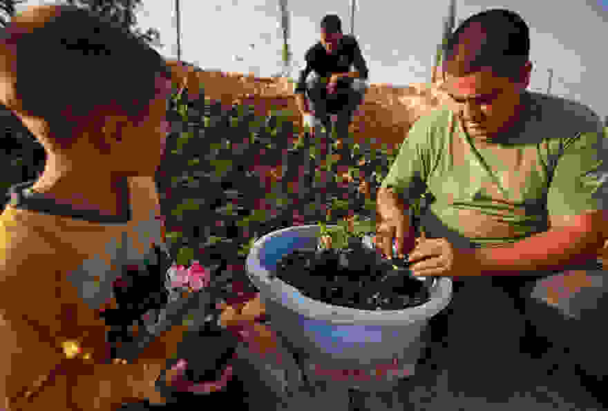 tear-gas-flower-pots-palestine-10