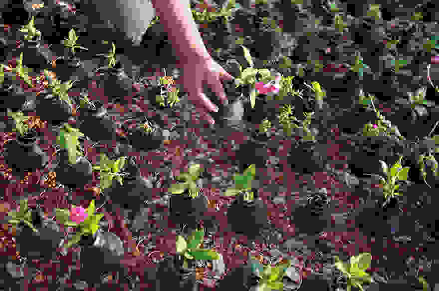 tear-gas-flower-pots-palestine-7
