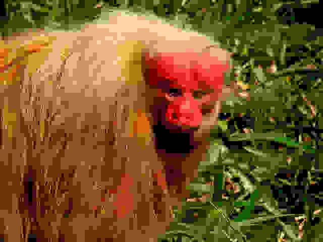 uacari 3