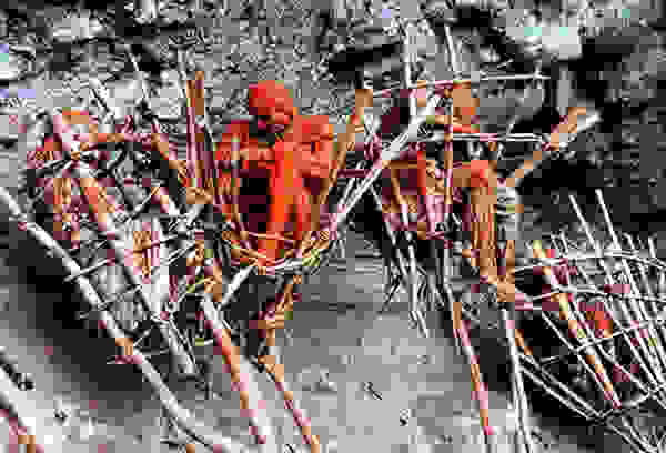 gouinea5.jpg