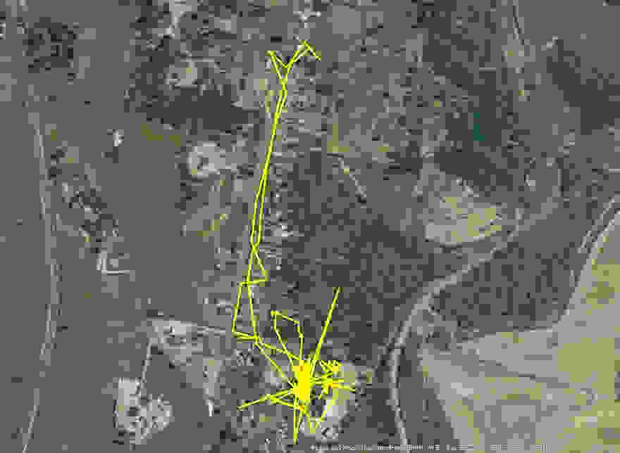 gps-tracker-cat-movement-map-lithgow-central-tablelands-local-land-services-2.jpg