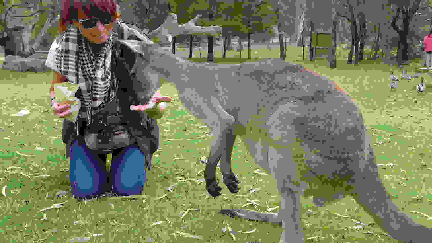 P1040401-feeding-kangaroo