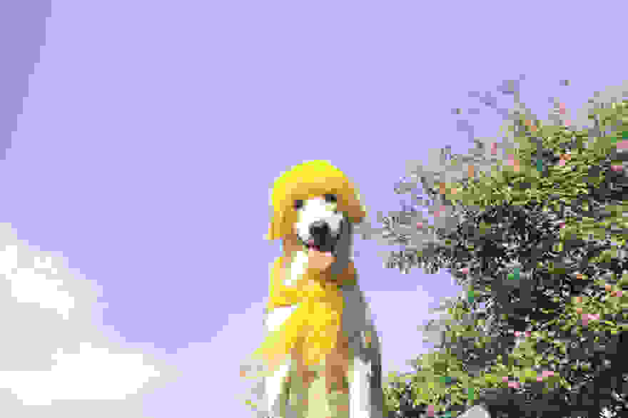 happy-dog-photography-gluta-thailand-11.jpg