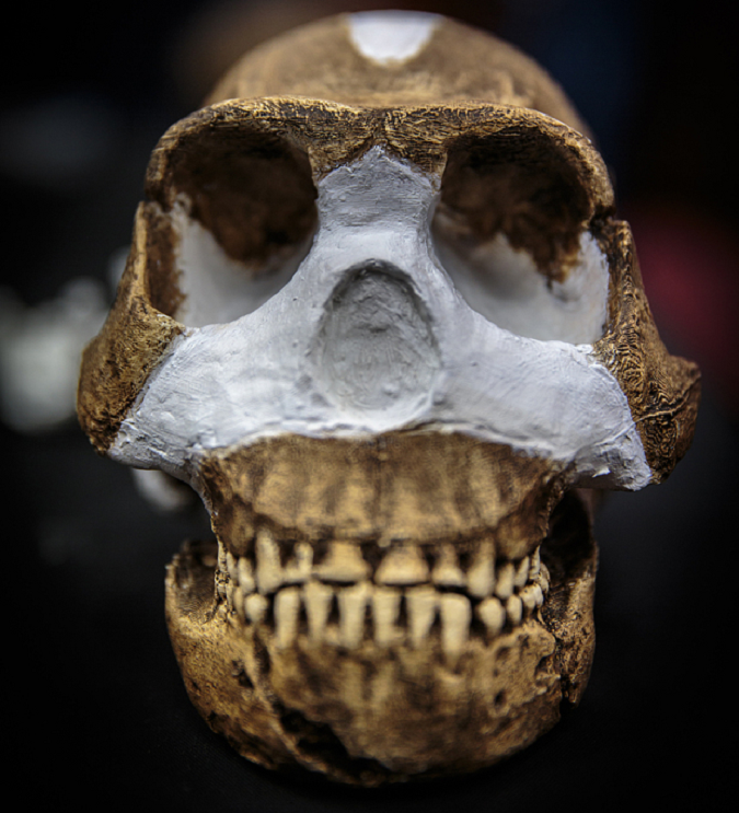 homo-naledi-4.png