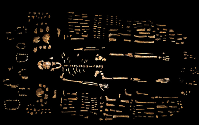 homo-naledi-5.png