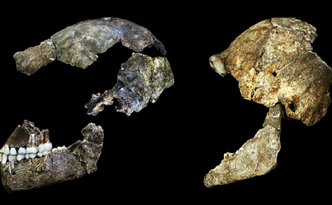 homo-naledi-6.png