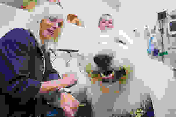 hospital-pets-allowed-animal-therapy-zacharys-paws-for-healing-juravinski-18.jpg