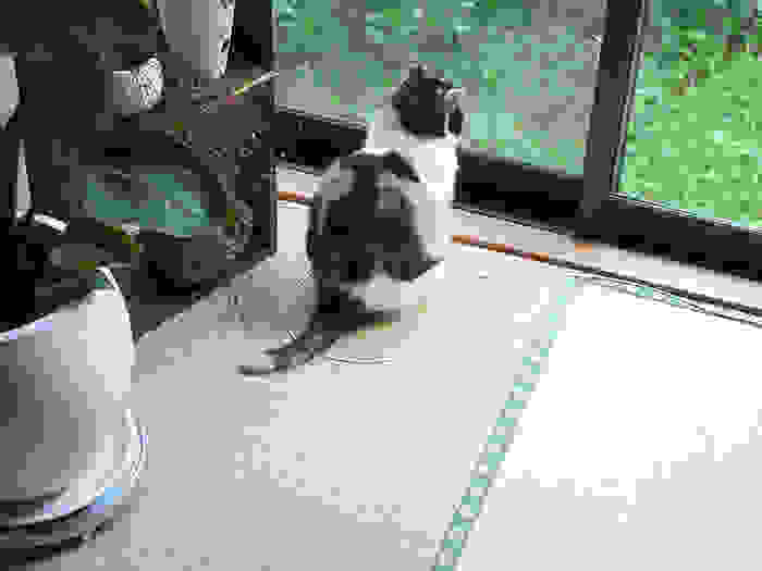 how-to-trap-a-cat-circle-11.jpg