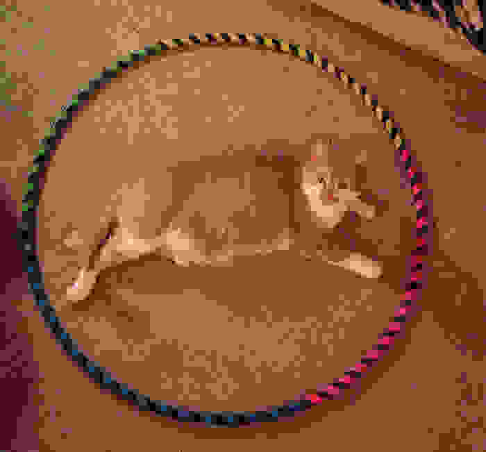 how-to-trap-a-cat-circle-12.jpg