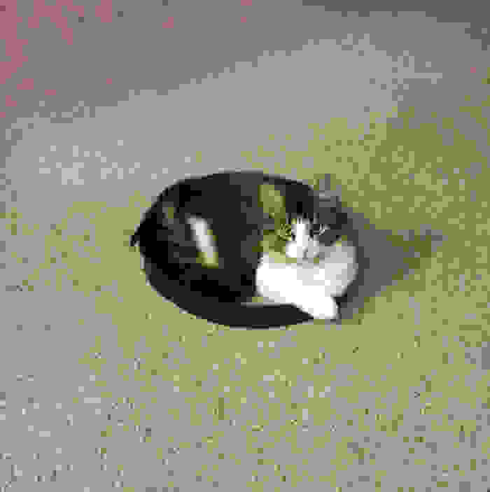 how-to-trap-a-cat-circle-13.jpg