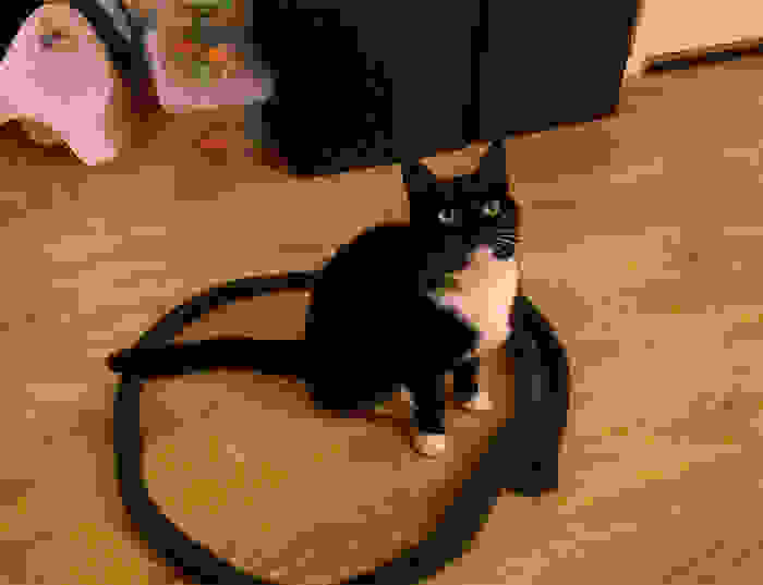 how-to-trap-a-cat-circle-15.jpg